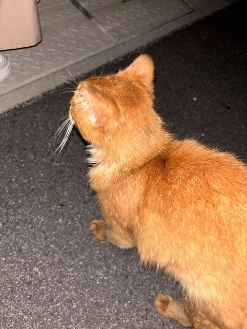 【2:00万円到達ありがとうございました】＼(^-^)／　家の猫が居なくなって探さないのは何故なのか