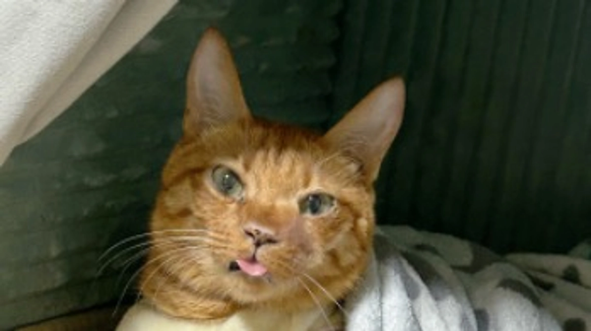 リターンついて