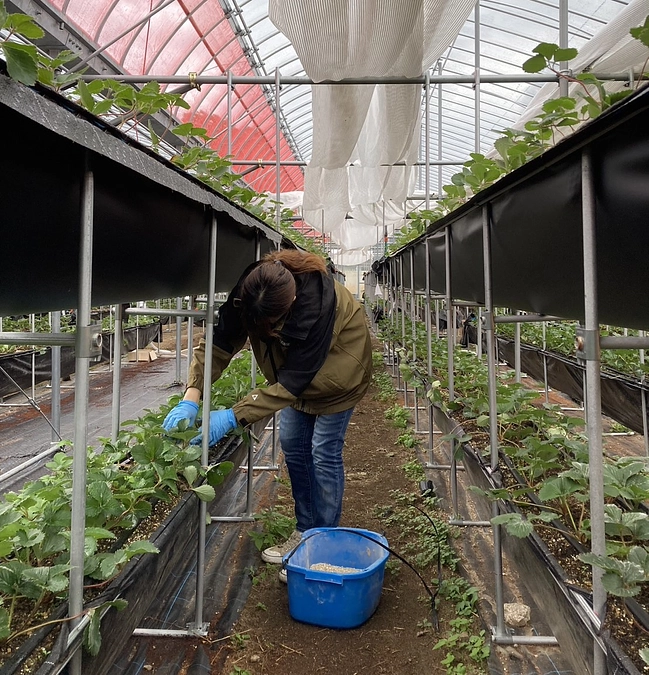 【活動報告⑱】美味しいいちごになるために、、、