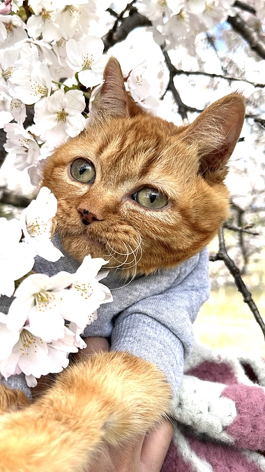 今年も一緒に桜を観ることが出来ました🌸