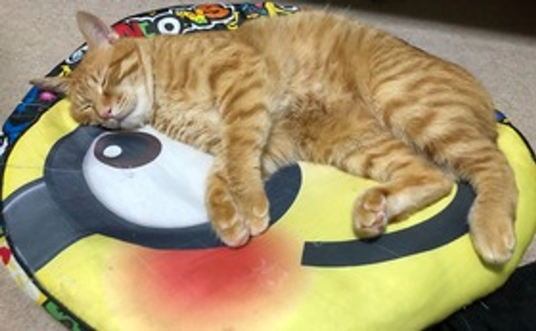 モカちゃん頑張れ！！