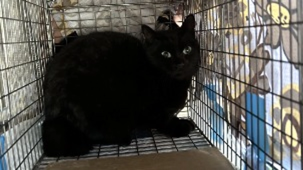 挑戦30日め、皆様のおかげで75％達成中です！