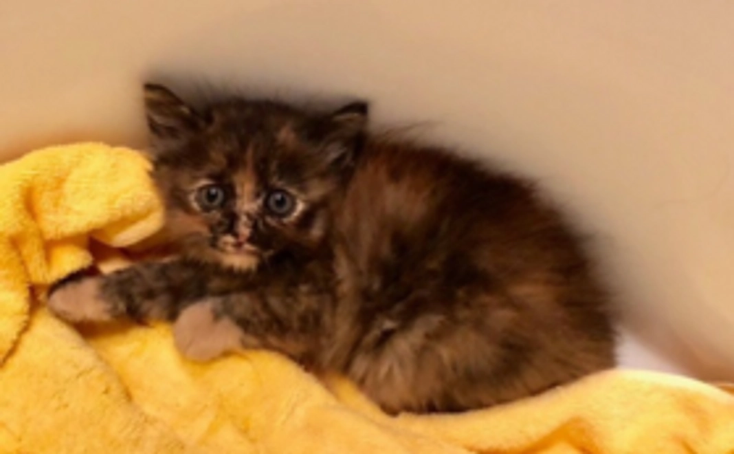 【全力応援】保護っこ手帳制作を応援！