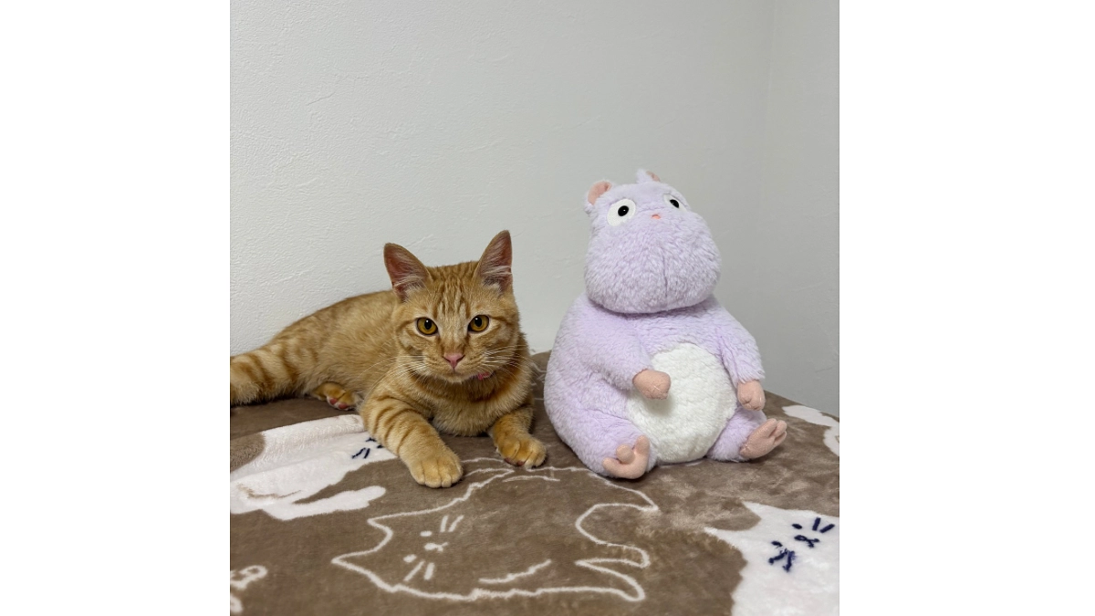 【81%到達！】トライアルに伺いました