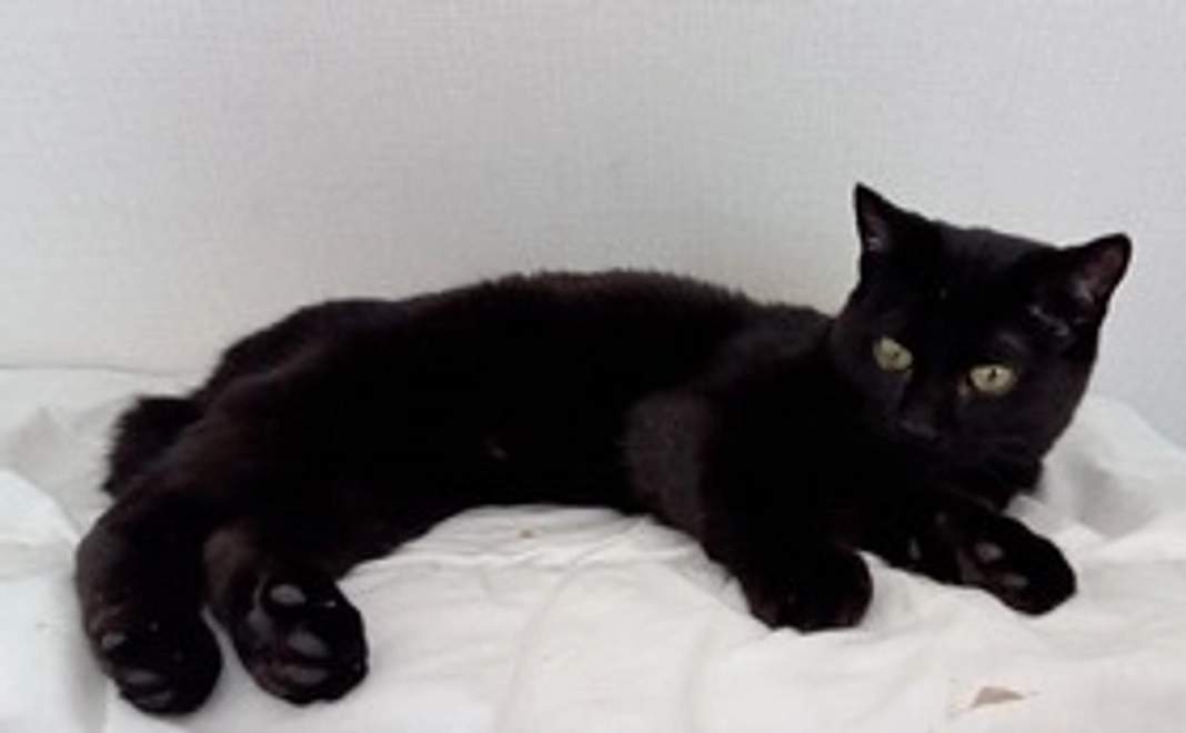 リターンなし（支援コース）