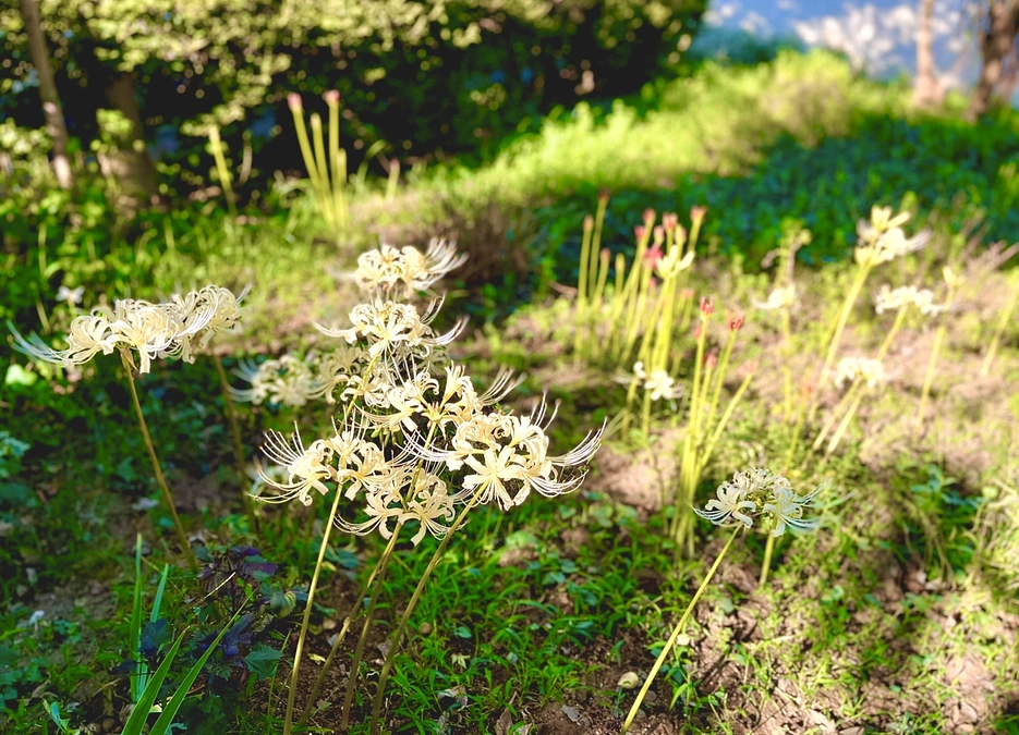 「食べて応援コース（ランチ＋スイーツ）」先行予約のご案内開始