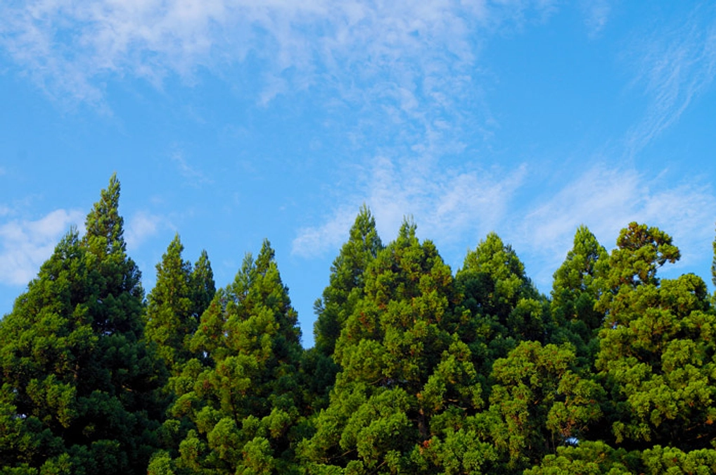 フローリングの素材について