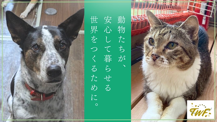 動物が安心できる世界へ。行き場を失った130頭の保護犬猫に医療費を