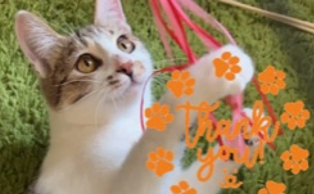 アンジュちゃん応援コース②