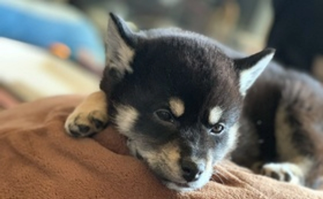 感謝の手紙と写真