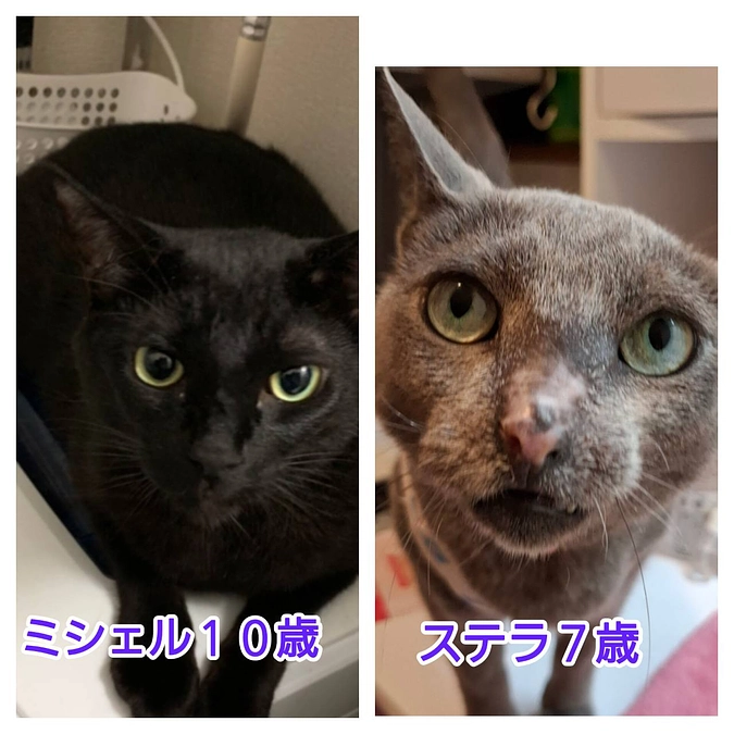 ステラの通院とお兄ちゃん猫ミシェルの入院