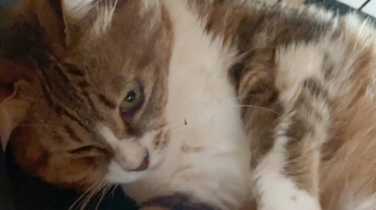 大雨災害で被災…でもセイラは元気です！最近はめちゃくちゃ甘えっこ♡