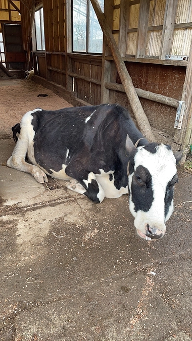 お知らせとお願い