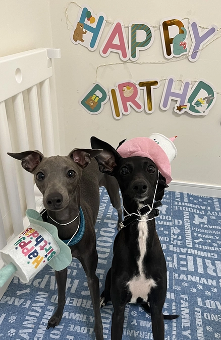 ティアラ✨のお誕生日🎂