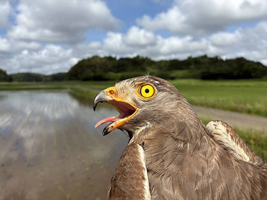 千葉県で装着した4個体の情報