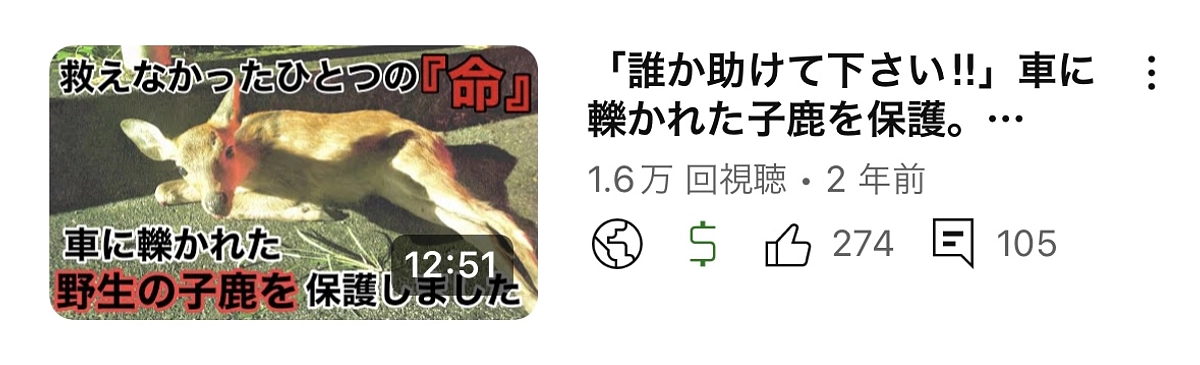 車に轢かれた子鹿を連れて帰りました