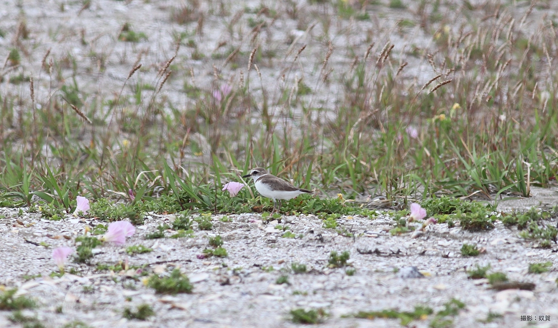 野鳥を守るためには欠かせない生態調査