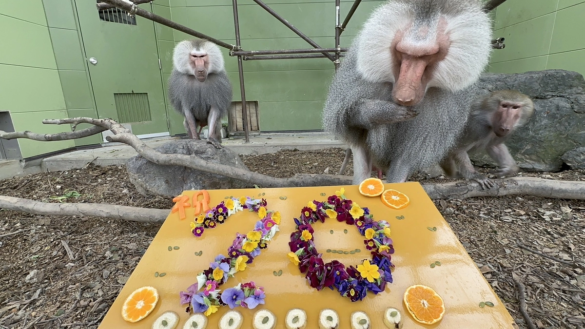 【クラファン活動報告③】どんどん広がるご支猿の輪。20%達成！