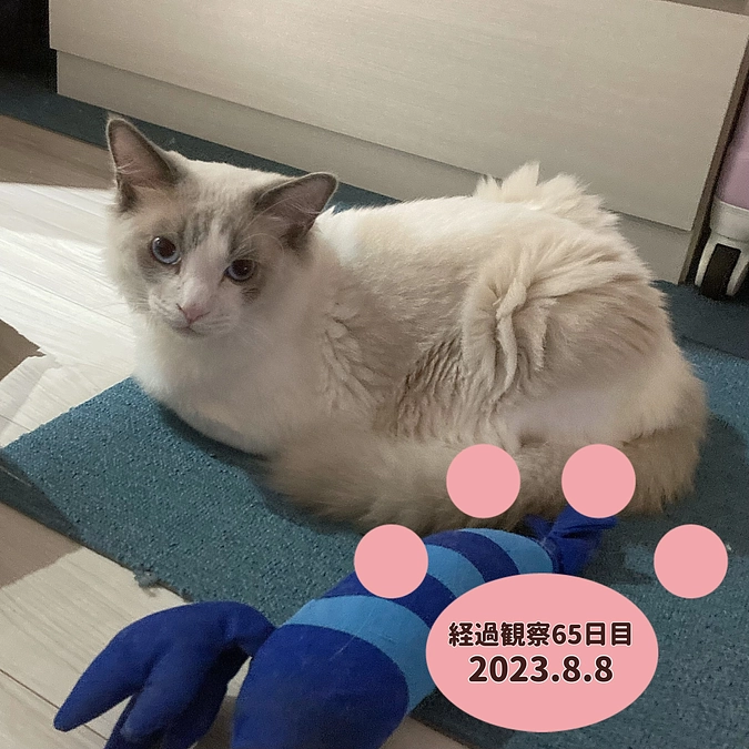 経過観察65日目(2023.8.8)