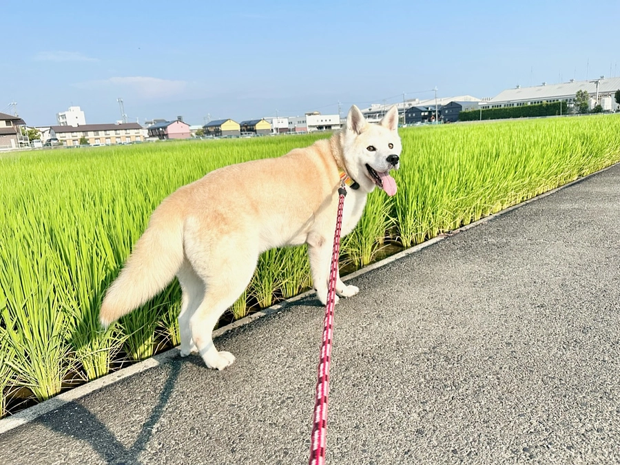 今日のシェルター