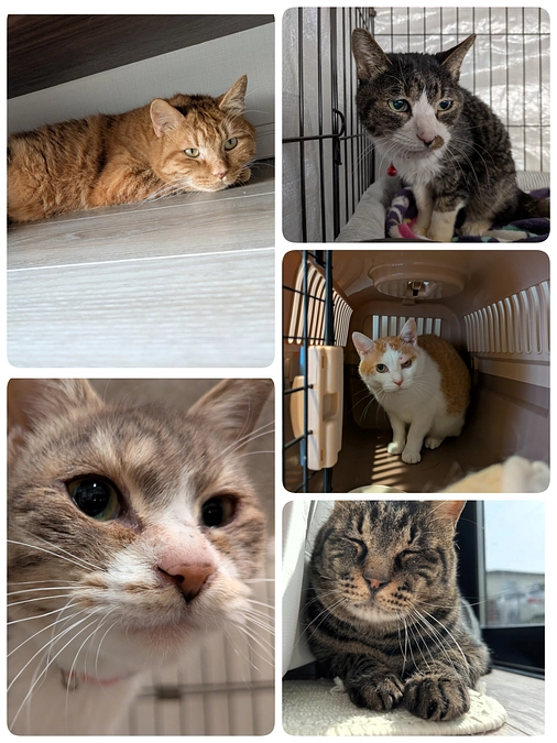 5匹の医療と今後の予定