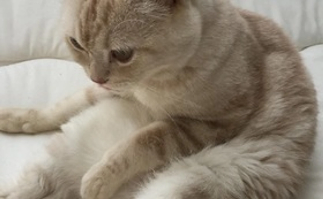 感謝のメールとキキの写真1枚