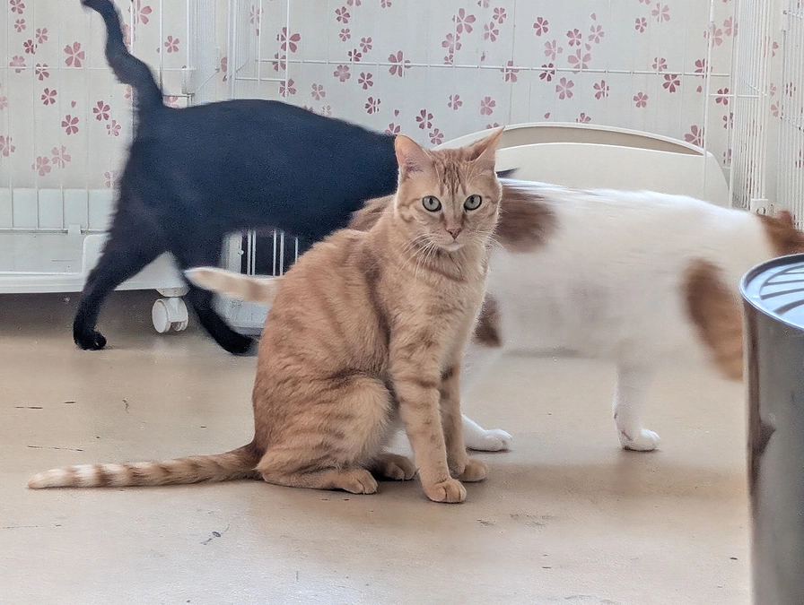 【終了まであと24時間】もう一押し！お力を貸してください！！