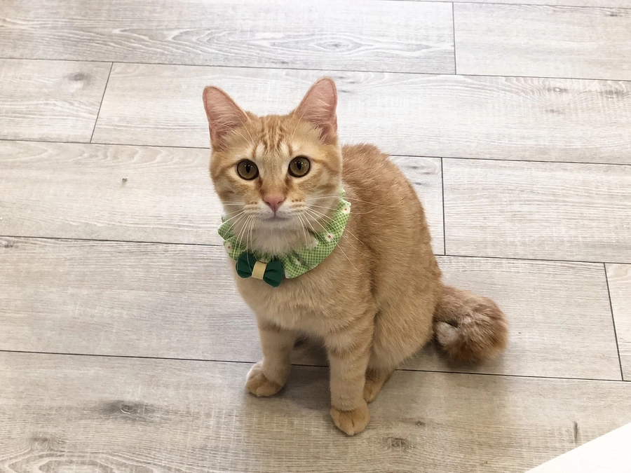 私が考える保護活動