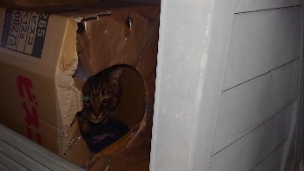 キジ猫　ルー君