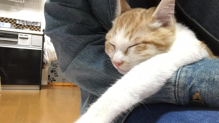 地域の人が気軽に集う場を。たくさんの動物がいるお家を熊本に！