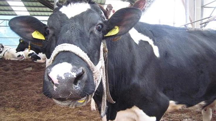 ソーラー発電でみんなの氷上低温殺菌牛乳の未来を創ろう！