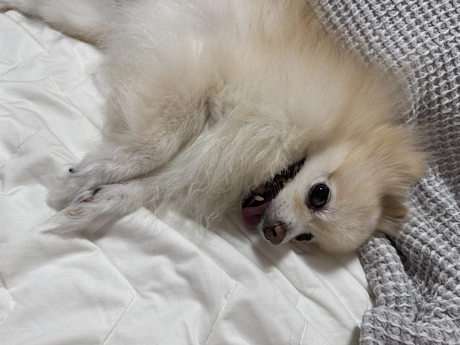 残り4日！達成率27%！残り137万1000円必要です！！