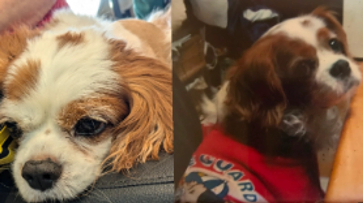 術後4日目の様子（+先代犬ロミオくんの話）