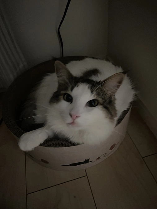 FIP発覚前と投薬後の違い