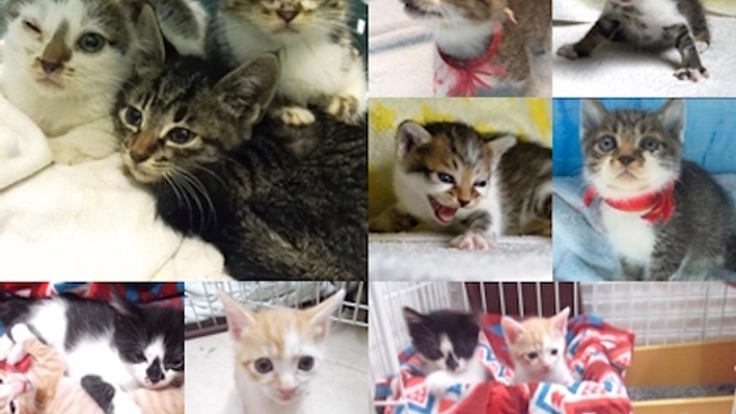 保護した猫の未来を考え、里親を探すことを行いたい！