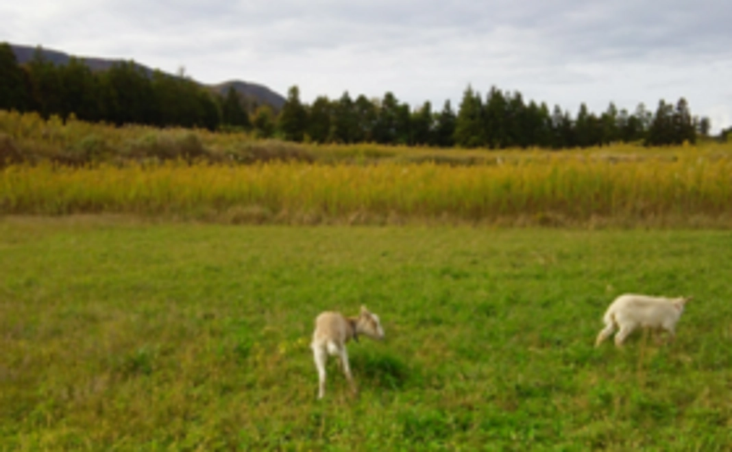 西畑村の牧場計画を応援コース