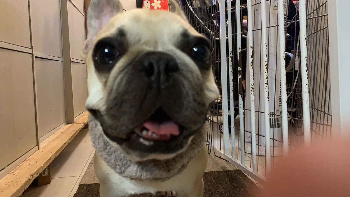 ちくわの闘病日記②