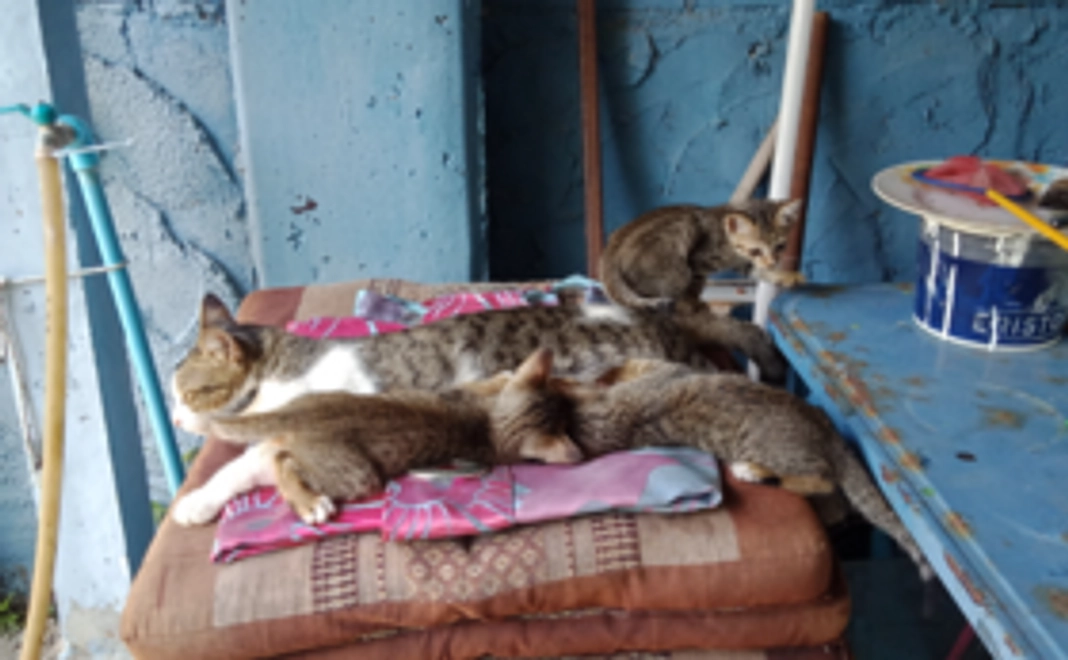 野良猫ファミリーを救いたい01