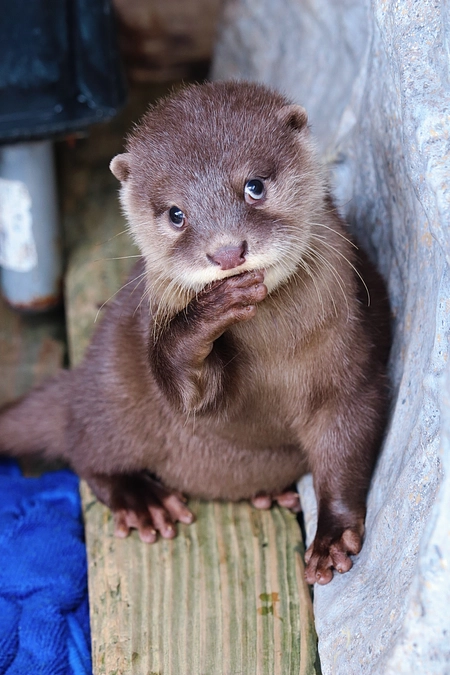 ＼【拡散希望】カワウソ舎のクラウドファンディング！！【コツメカワウソ】／