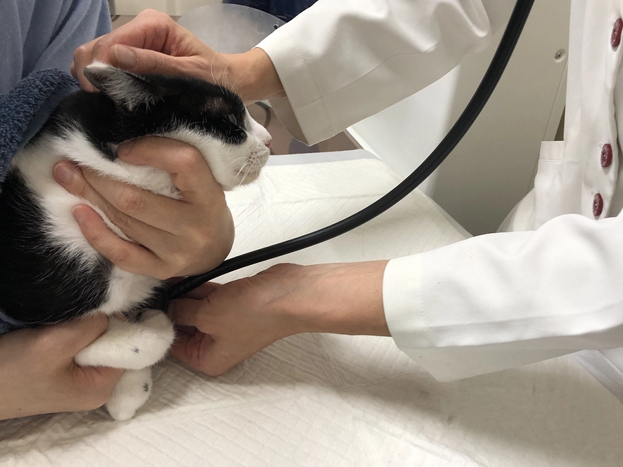 能登半島地震・豪雨災害、被災動物救援活動～チビ君ちゃん、乳腺の緊急摘出手術が行われました