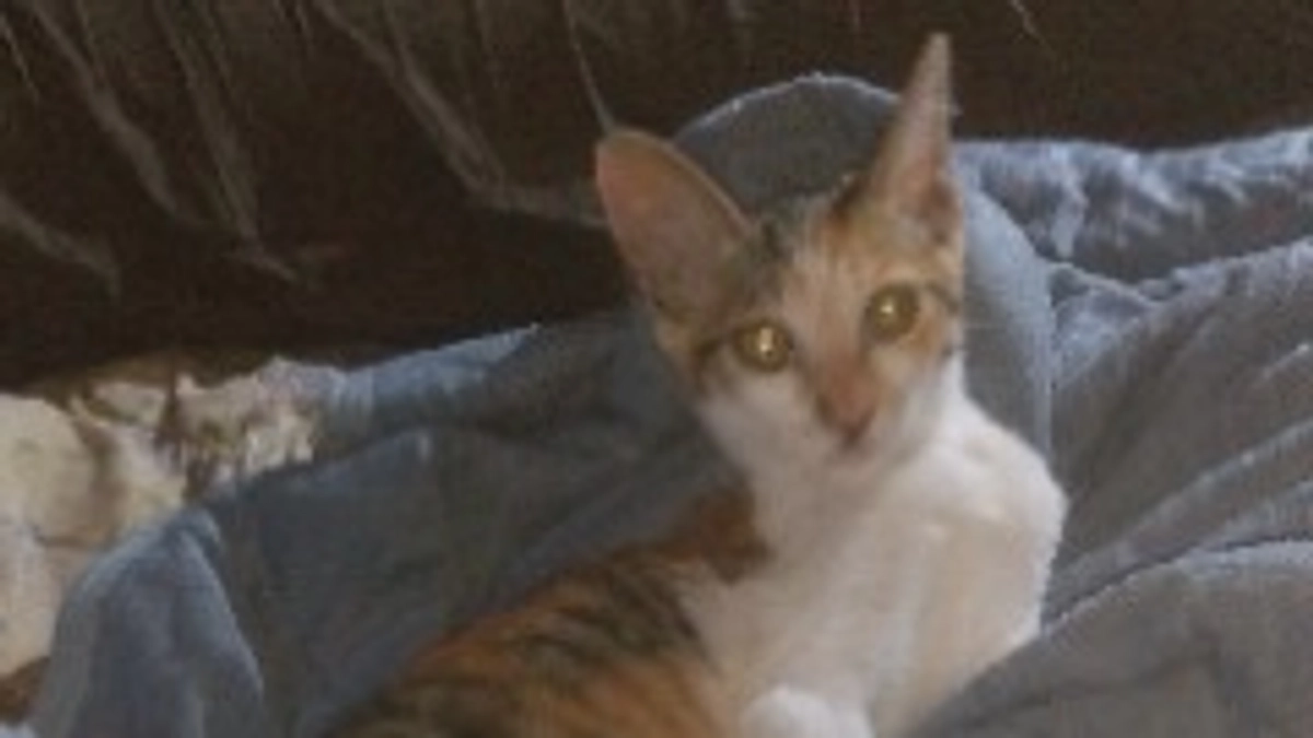 ご飯食べてくつろぎ中