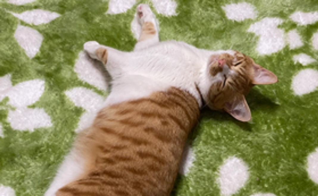 全力応援コース500