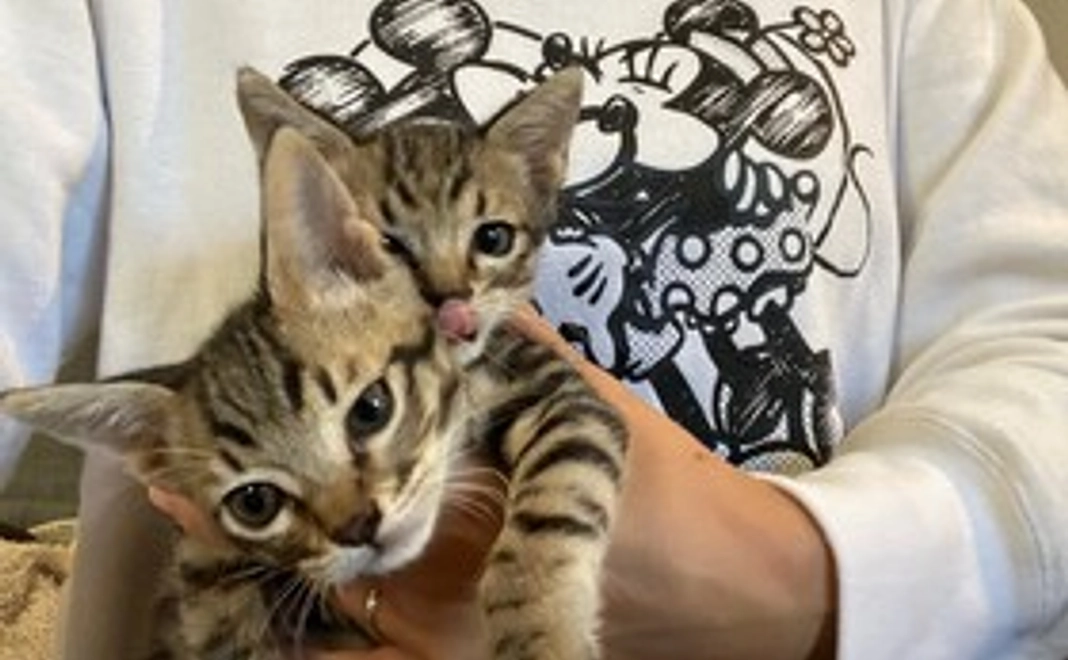 がんばれもみじ1