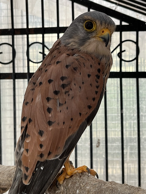 チョウゲンボウ「レビン君」のご紹介