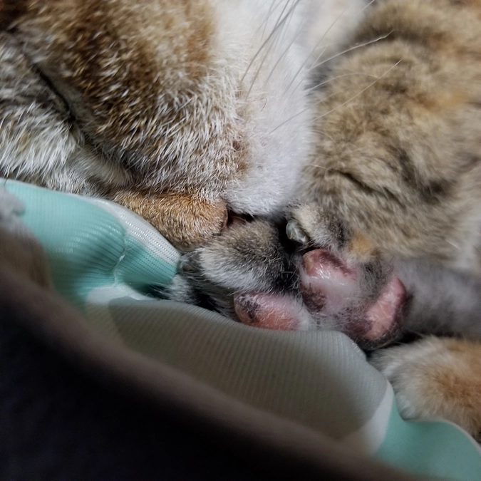 しゃーに会いに行ってきました。