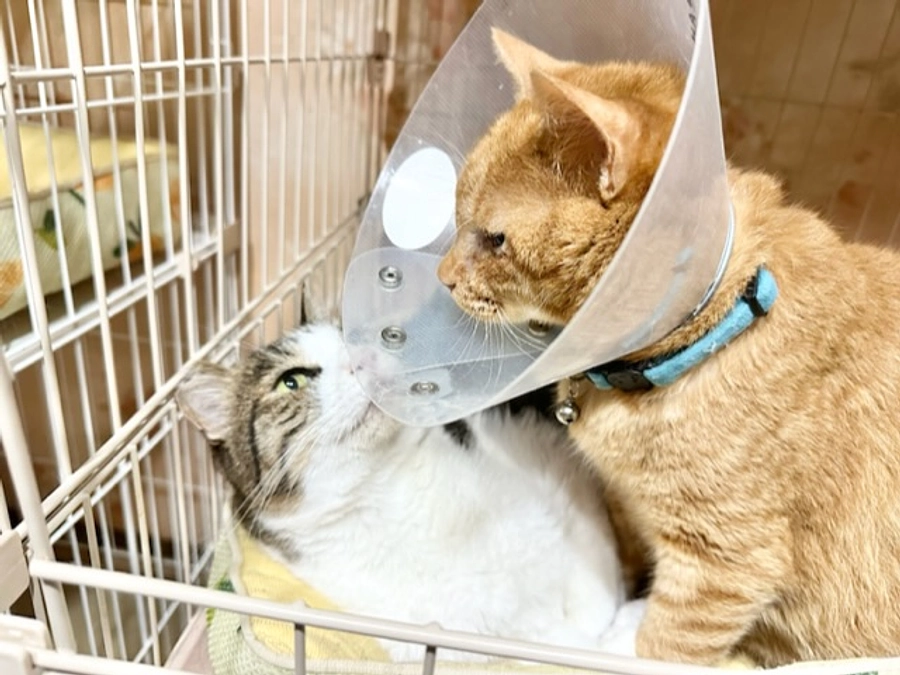 椋ちゃん　無事に退院できました