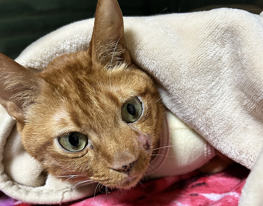 7/20  かかりつけ医で点滴をしてもらいました