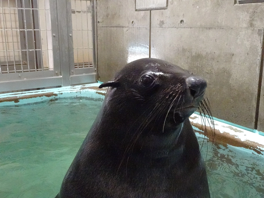 ミナミアフリカオットセイの「いと」が来園しました！
