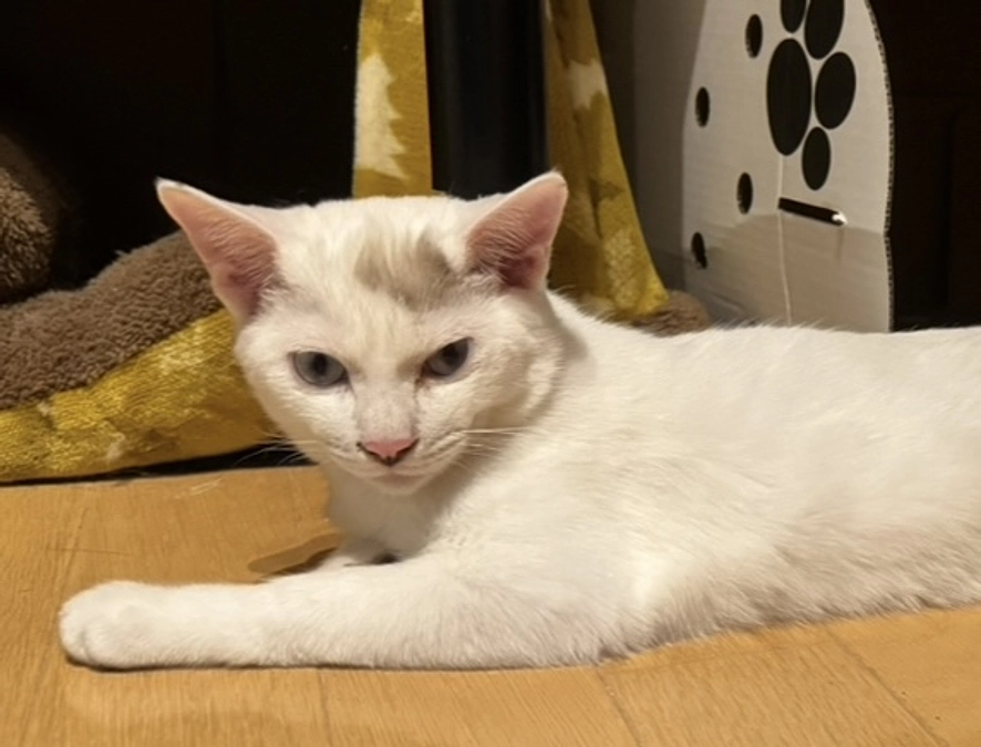 シンバがアテネに毛繕い