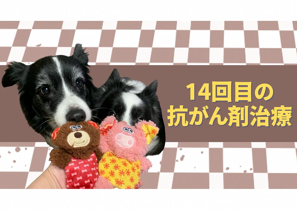 14回目の抗がん剤治療の日